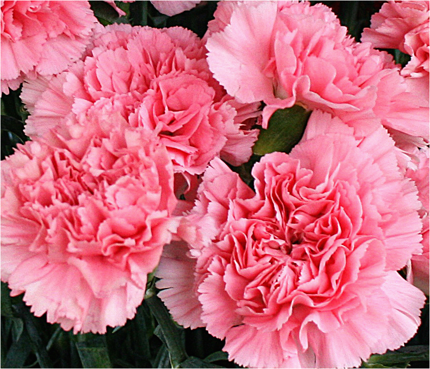 Carnation Birthday Flowers Carnation is the Birthday Flower for January but It Gets