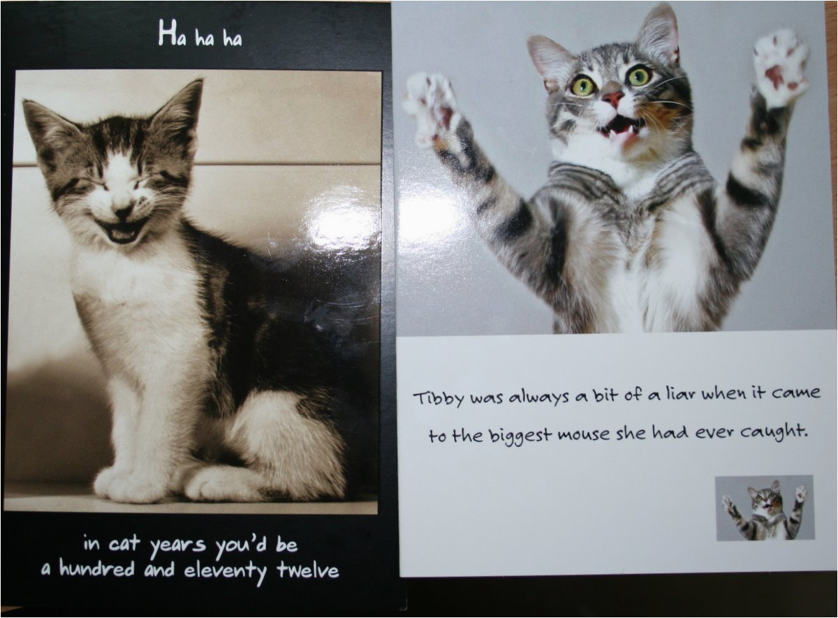 Cat Birthday Card Sayings Cute Cat Birthday Quotes Quotesgram