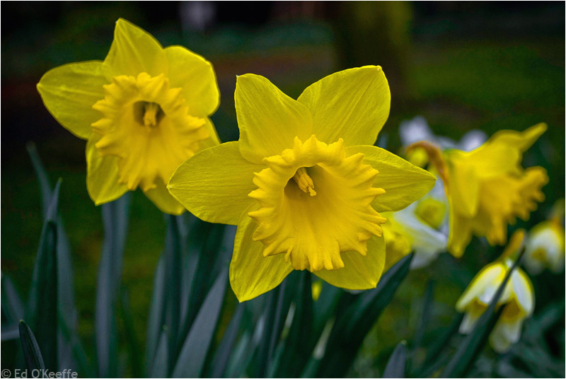 Daffodil Birthday Flowers Best Flowers In the World Flowers Of England