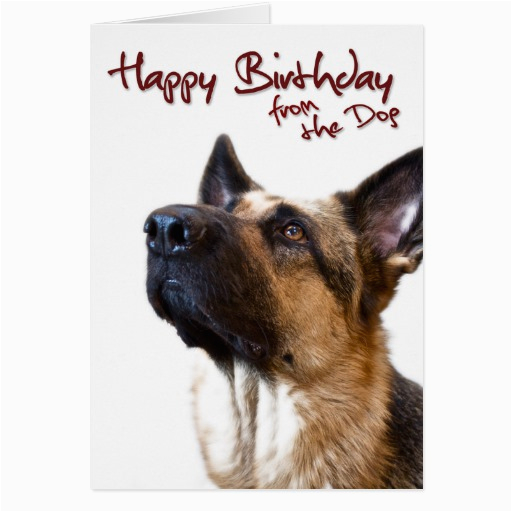 German Shepherd Birthday Cards German Shepherd Fromthedog1 Greeting Card Zazzle