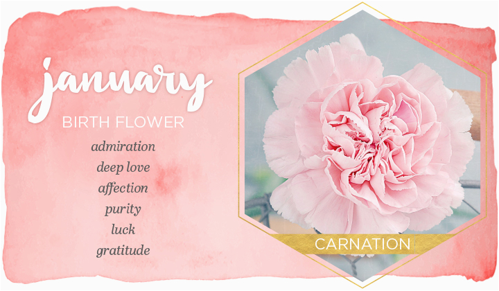 January Birthday Flowers January Birth Flower Carnation Ftd Com