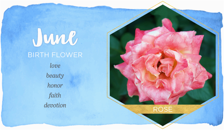 June Birthday Flowers June Birth Flower Rose Ftd Com