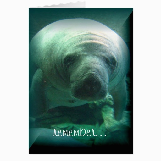 Manatee Birthday Card Manatee Birthday Wishes Happy Birthday Card Zazzle