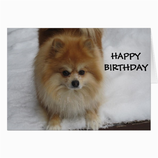 Pomeranian Birthday Card Happy Birthday Says the Pomeranian Card Zazzle Com