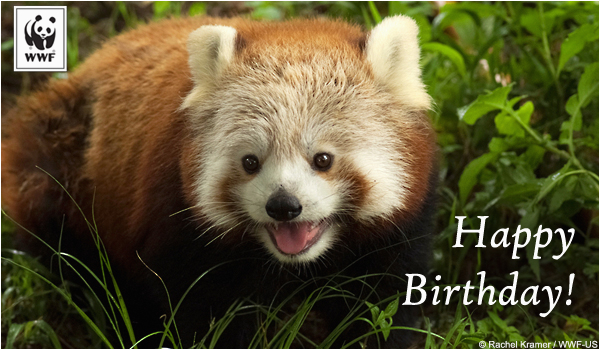 Red Panda Birthday Card Birthday Ecards From Wwf Free Birthday Ecards World