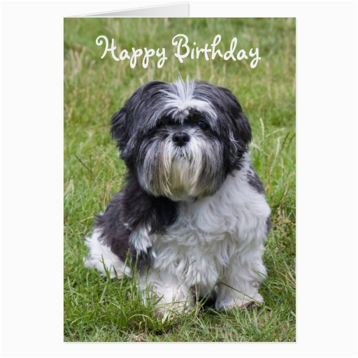 Shih Tzu Birthday Cards Shih Tzu Dog Cute Happy Birthday Greeting Card Zazzle