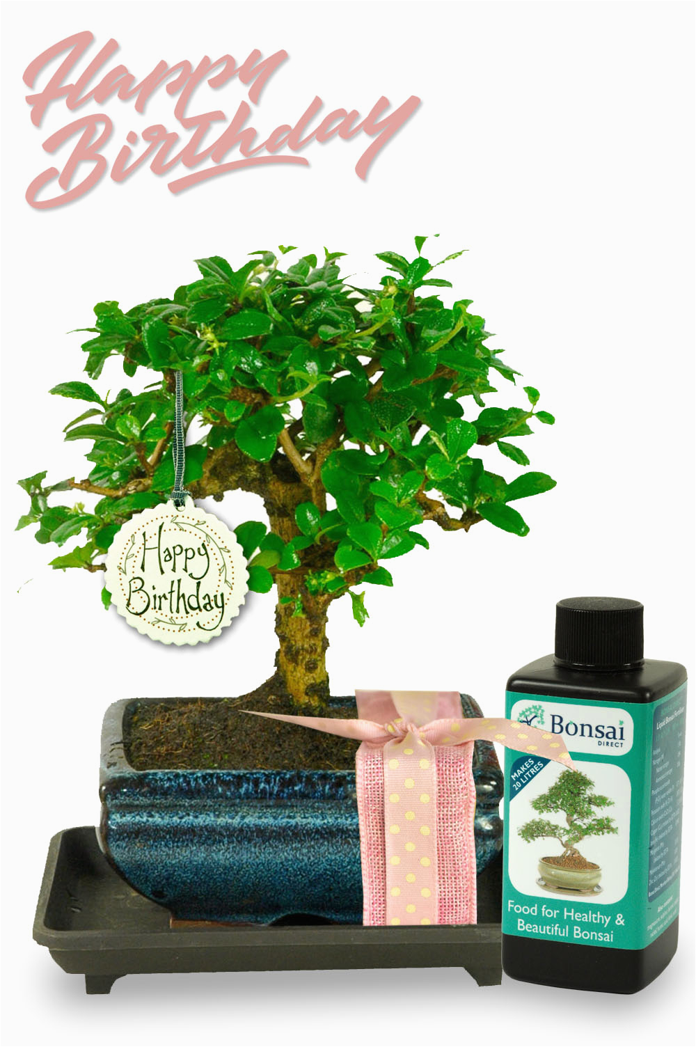 Unusual Birthday Gifts for Her Uk Unusual Birthday Gift for Her Baby Bonsai Gift