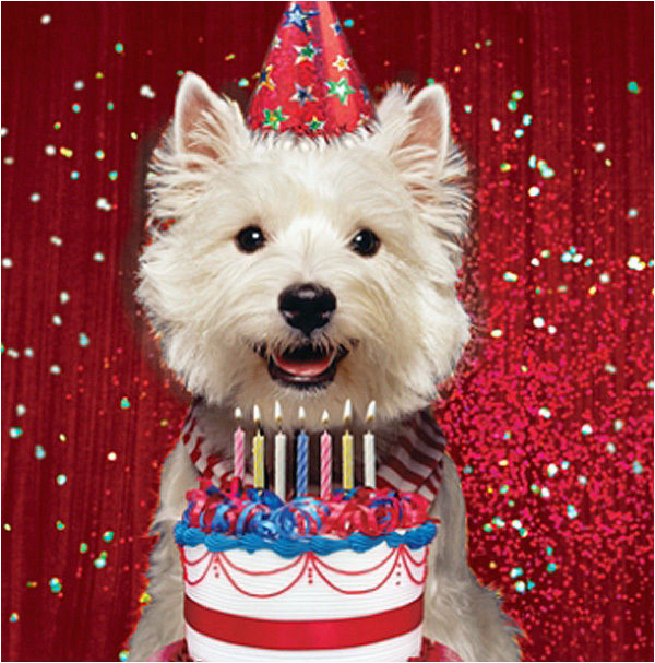 Westie Birthday Cards Westie Birthday Card Birthday Glitz West Highland White