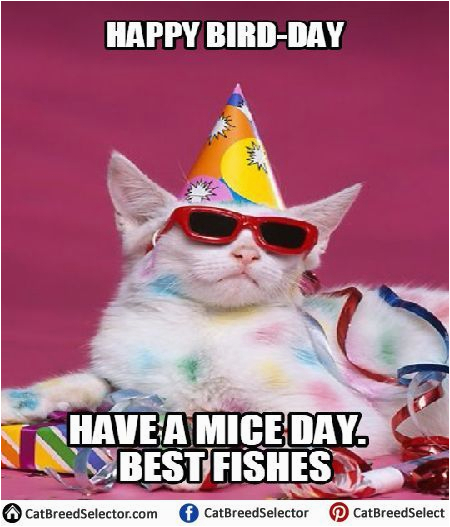 26 Birthday Meme Happy Birthday Wiches Best 26 Cat Birthday Meme