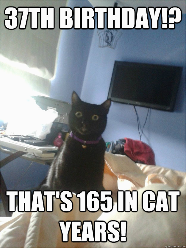 37th Birthday Meme 37th Birthday thats 165 In Cat Years Overly attached Cat