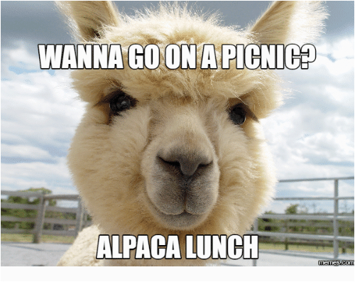 Alpaca Birthday Meme 25 Best Memes About Happy Alpaca Happy Alpaca Memes