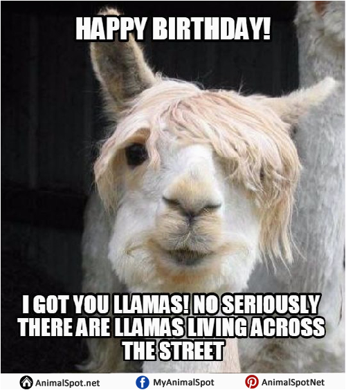 Alpaca Birthday Meme Llama Memes | BirthdayBuzz