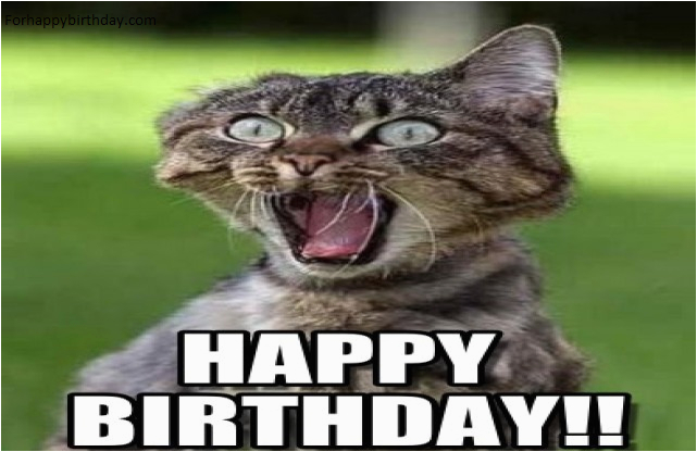 Angry Cat Birthday Meme Best Happy Birthday Cat Meme