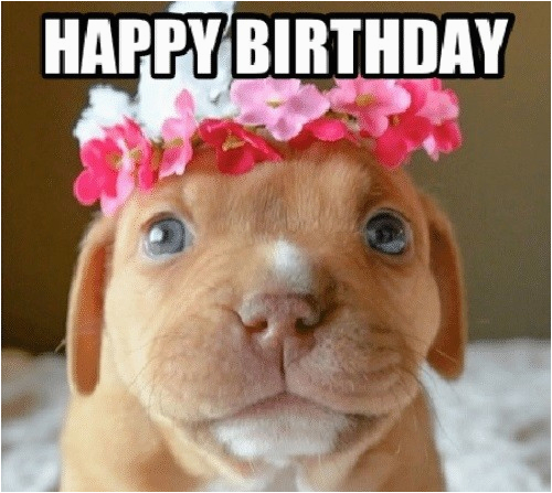 Birthday Meme with Dogs Happy Birthday Memes Dog Wishesgreeting