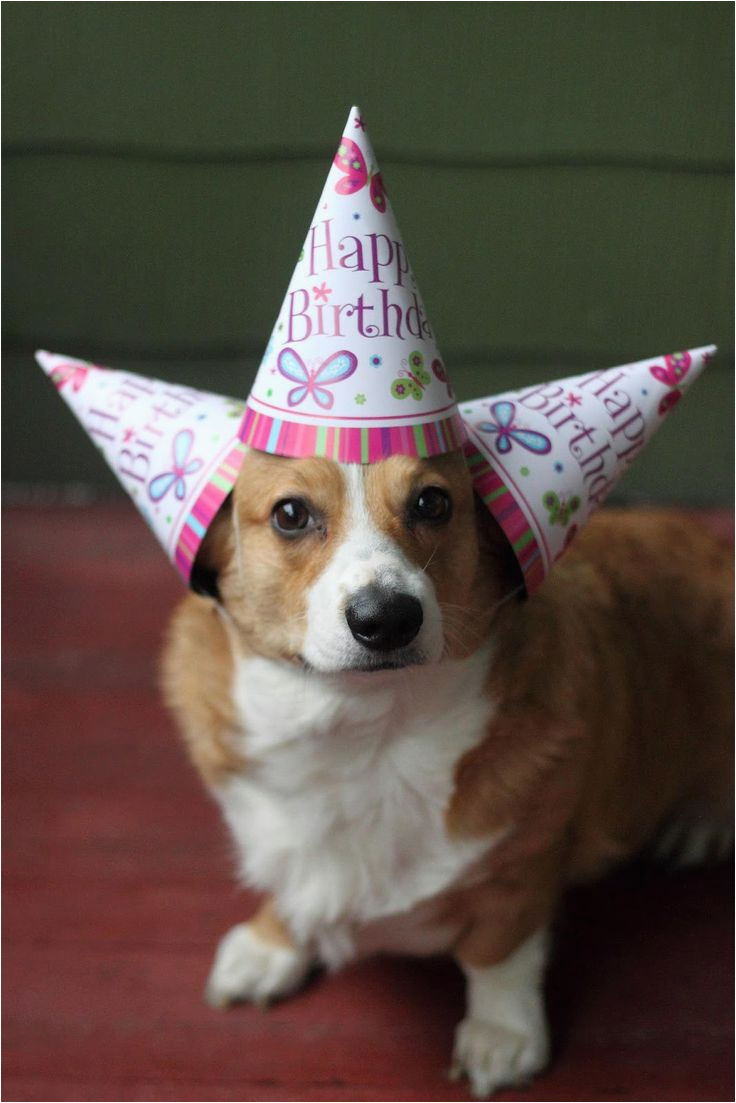 Corgi Birthday Meme 44 Best Images About Birthday Animals On Pinterest