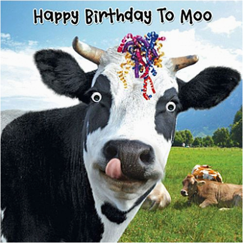 Cow Birthday Meme Details About Funny Cow Streamers Birthday Card Happy