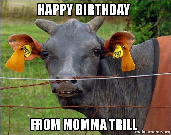 Cow Happy Birthday Meme Happy Birthday From Momma Trill Hairless Cow Make A Meme