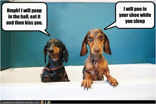 Dachshund Happy Birthday Meme 10 Hilarious and True Dachshund Memes that Will totally Dachshund Happy Birthday Meme 10 Hilarious and True Dachshund Memes that Will totally