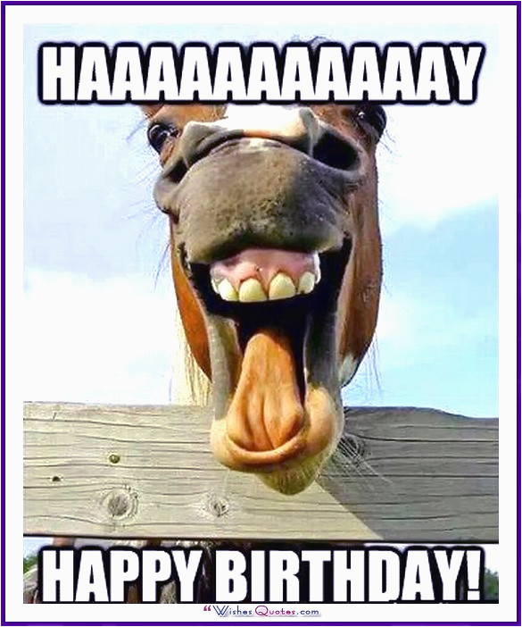 Funny Animal Birthday Memes Happy Birthday Memes with Funny Cats Dogs and Cute Animals