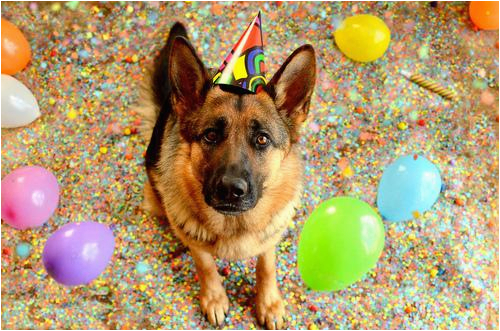 German Shepherd Birthday Meme Birthday Shepherd Blank Template Imgflip