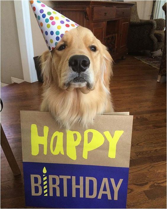 Golden Retriever Birthday Meme Louie Happy Birthday Meme Happy Birthday Golden