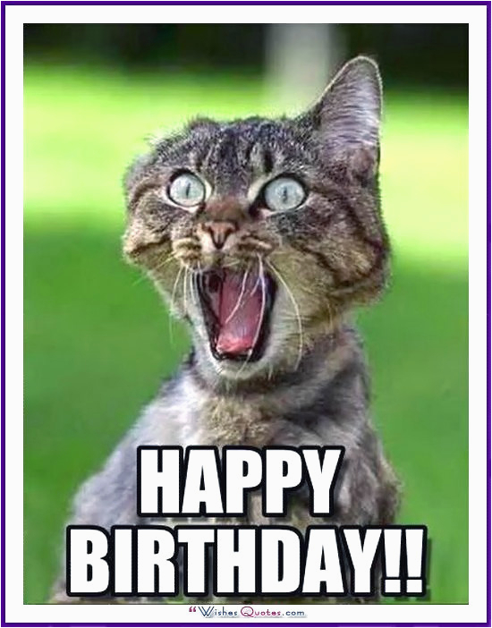 Happy Birthday Meme with Cats Happy Birthday Memes with Funny Cats Dogs and Cute Animals