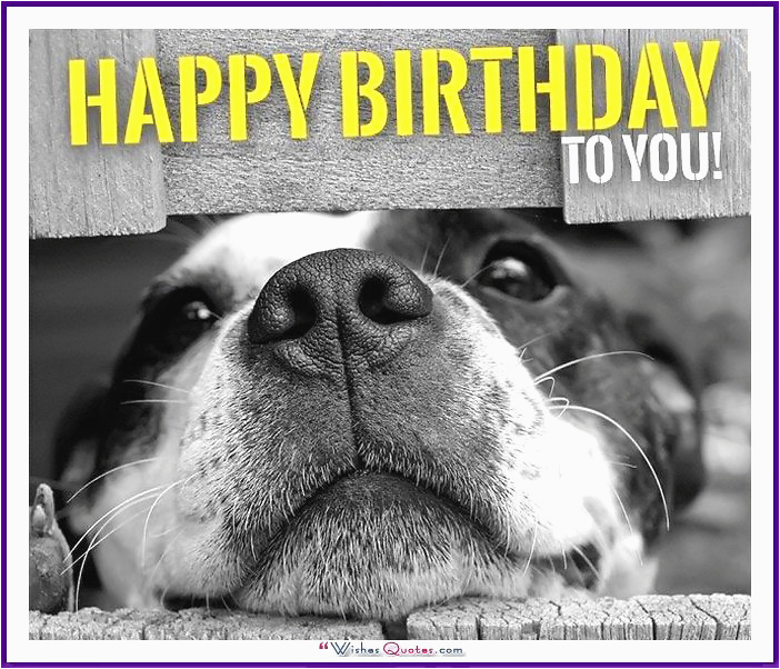 Happy Birthday Meme with Dogs Happy Birthday Memes with Funny Cats Dogs and Cute Animals