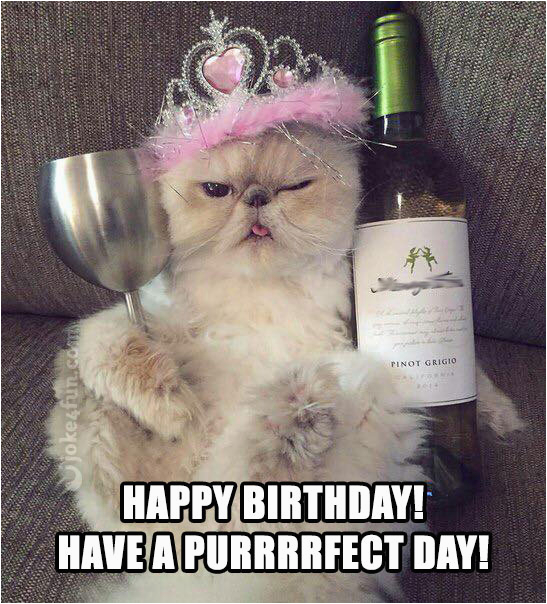 Happy Birthday Memes with Cats 20 Cat Birthday Memes that are Way too Adorable