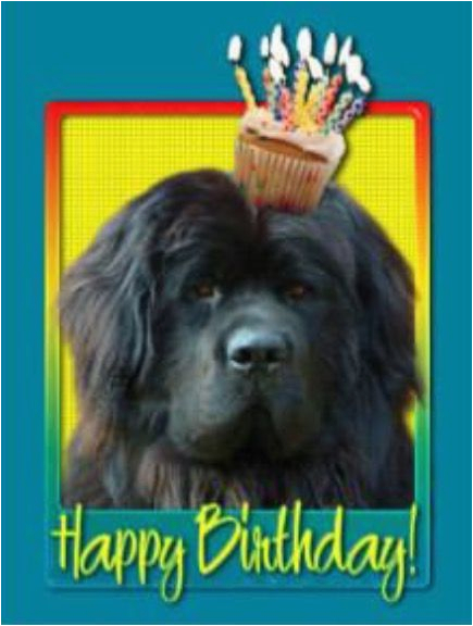 Newfie Birthday Meme Happy Birthday Newf Goofy Newfies Pinterest