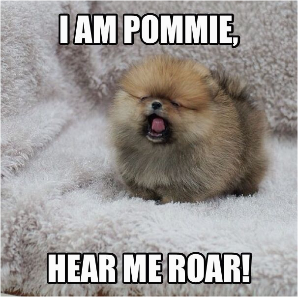 Pomeranian Birthday Meme 17 Best Images About Pomeranian Memes On Pinterest