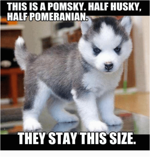 Pomeranian Birthday Meme 25 Best Memes About Pomsky Pomsky Memes