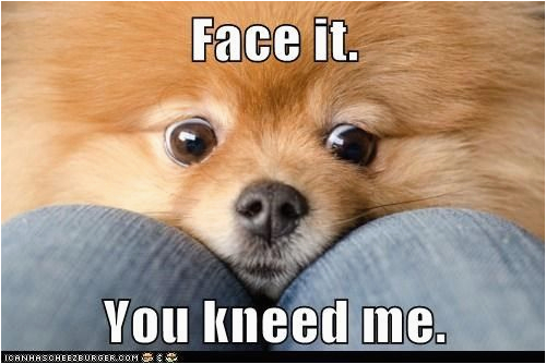 Pomeranian Birthday Meme 62 Best Images About Pomeranian Memes On Pinterest