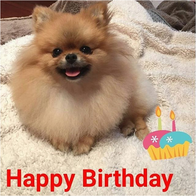 Pomeranian Birthday Meme Image Result for Happy Birthday Pomeranian Just Funny