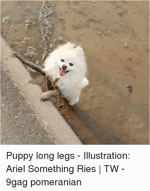 Pomeranian Birthday Meme Puppy Long Legs Illustration Ariel something Ries Tw