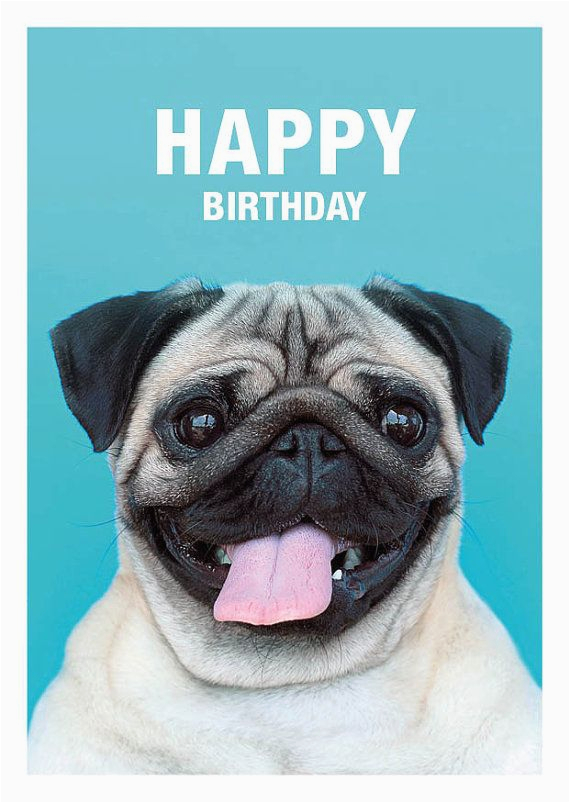 Pug Birthday Memes 25 Best Ideas About Happy Birthday Pug On Pinterest Pug
