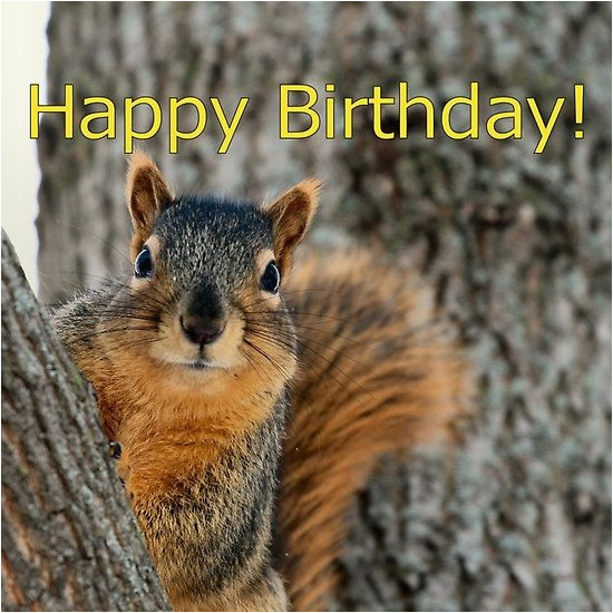 Squirrel Happy Birthday Meme Happy Birthday Squirrel Wishes Animals Pinterest