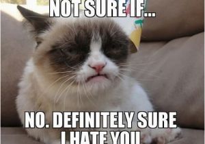 19th Birthday Meme 164 Best Images About Grumpy Cat On Pinterest Cats