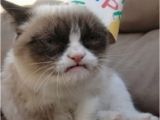19th Birthday Meme 56 Best Images About Grumpy Cat Birthday On Pinterest