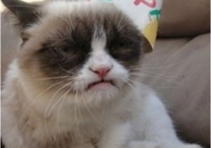 19th Birthday Meme 56 Best Images About Grumpy Cat Birthday On Pinterest