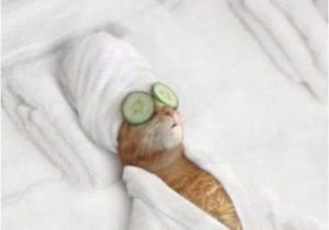 26 Birthday Meme Best 26 Cat Birthday Meme 10 so Peachy