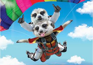 3d Holographic Birthday Cards 3d Holographic Birthday Card Skydiving Meerkats Funny