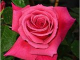 80th Birthday Gifts for Him Uk Rose Fabulous at 80 Giftaplanttm 80th Birthday Gifts for