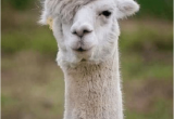 Alpaca Birthday Meme 25 Best Memes About Happy Alpaca Happy Alpaca Memes