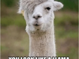 Alpaca Birthday Meme 25 Best Memes About Happy Alpaca Happy Alpaca Memes