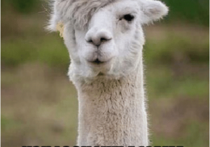 Alpaca Birthday Meme 25 Best Memes About Happy Alpaca Happy Alpaca Memes