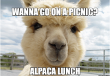 Alpaca Birthday Meme 25 Best Memes About Happy Alpaca Happy Alpaca Memes