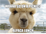 Alpaca Birthday Meme 25 Best Memes About Happy Alpaca Happy Alpaca Memes