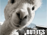 Alpaca Birthday Meme 25 Best Memes About Happy Alpaca Happy Alpaca Memes