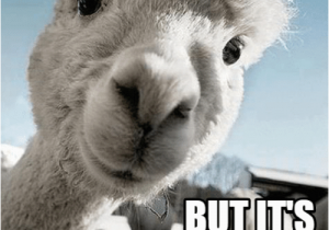 Alpaca Birthday Meme 25 Best Memes About Happy Alpaca Happy Alpaca Memes