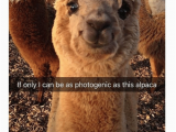 Alpaca Birthday Meme 25 Best Memes About Happy Alpaca Happy Alpaca Memes